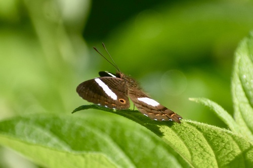 Cuban Peacock Butterfly