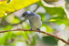 Conirostrum speciosum