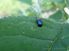 Asphaera abdominalis