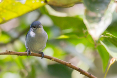 Conirostrum speciosum