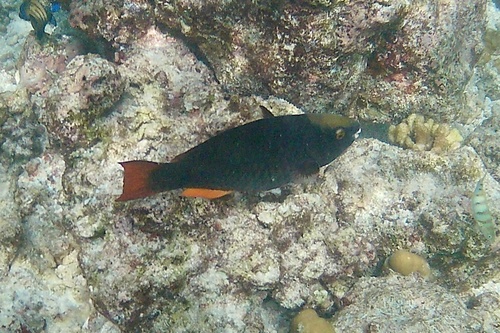 Tricolour parrotfish (Scarus tricolor) — Scaridae — 4