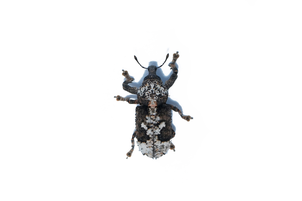 Nettarhinus