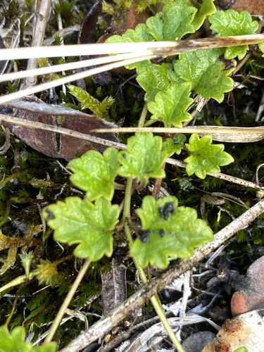 Veronica plebeia observed 2025-09-09