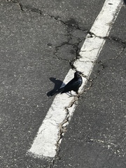 Euphagus cyanocephalus