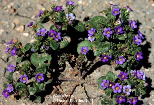 Intermountain Phacelia (Phacelia demissa)