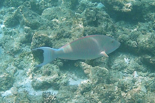 Candelamoa parrotfish (Hipposcarus harid) — Scaridae — 4