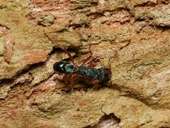 Rhytidoponera aspera