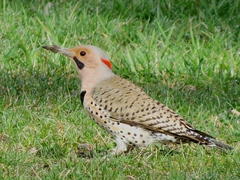 Colaptes auratus auratus