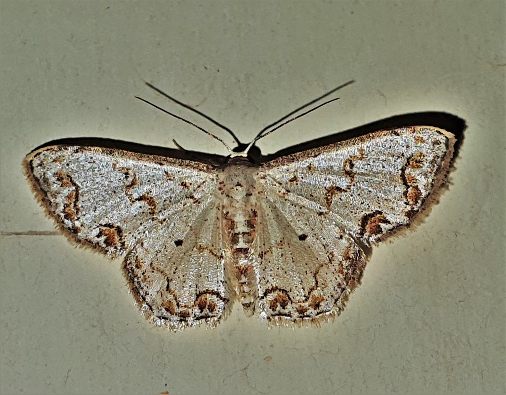 Idaea expolitata