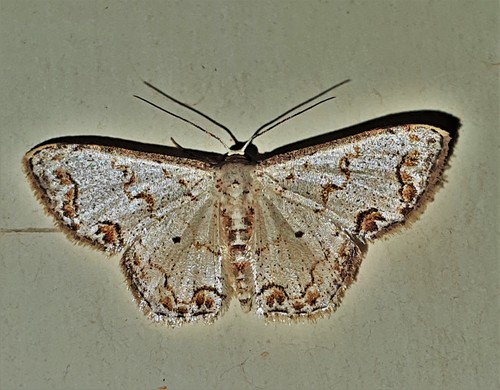 Idaea expolitata