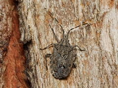 Alcaeus varicornis