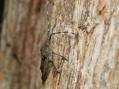 Alcaeus varicornis