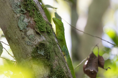 Anolis garmani