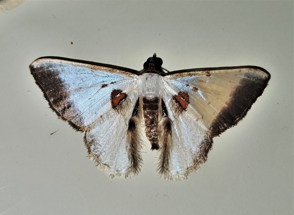 Berberodes rufimacula