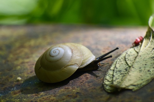 Caracolus sagemon