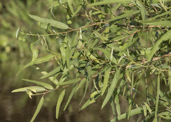 Alchornea castaneifolia