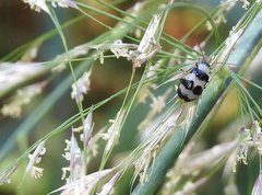 Monolepta cavipennis