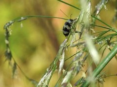 Monolepta cavipennis