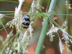 Monolepta cavipennis