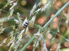 Monolepta cavipennis