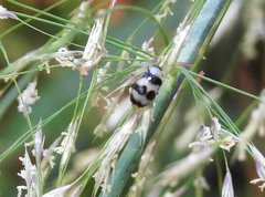 Monolepta cavipennis