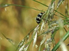 Monolepta cavipennis