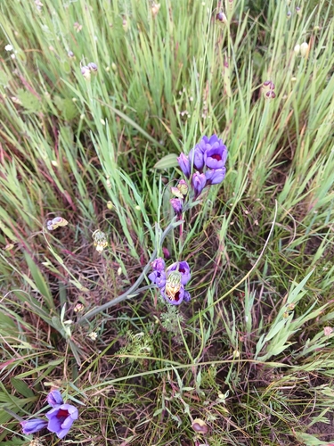 King Winecup Bobbejaantjie (Babiana regia)