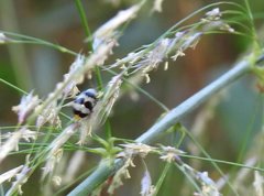 Monolepta cavipennis