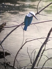 Todiramphus albicilla