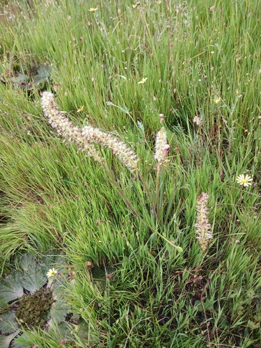 Clay Boragebrush (Echiostachys incanus)