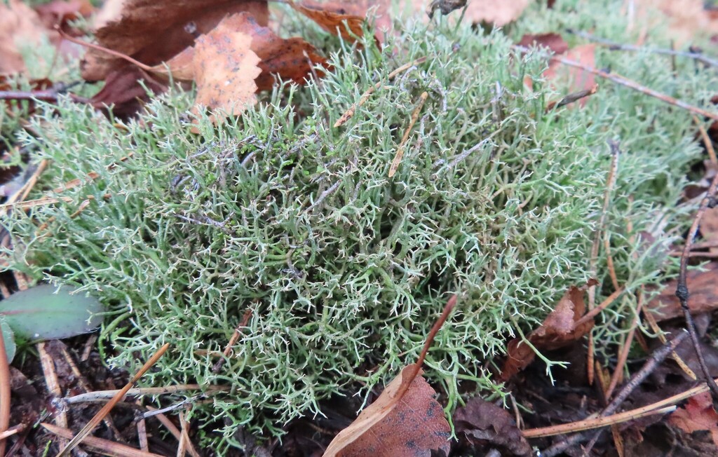 many-forked cladonia