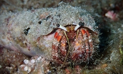 Dardanus sanguinolentus