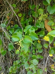 Muehlenbeckia australis