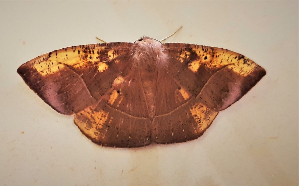 Microgonia rufaria
