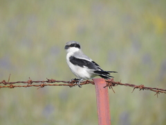 Giant Grey Shrike photo 2