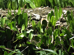 Microgramma mortoniana