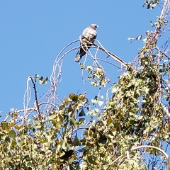 Patagioenas fasciata