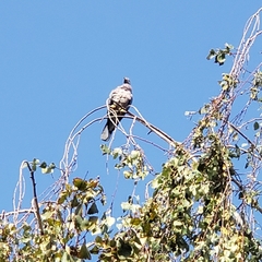Patagioenas fasciata