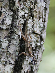 Anolis lucius
