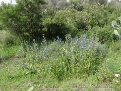 Commelina tuberosa