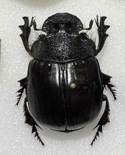 Heliocopris eryx