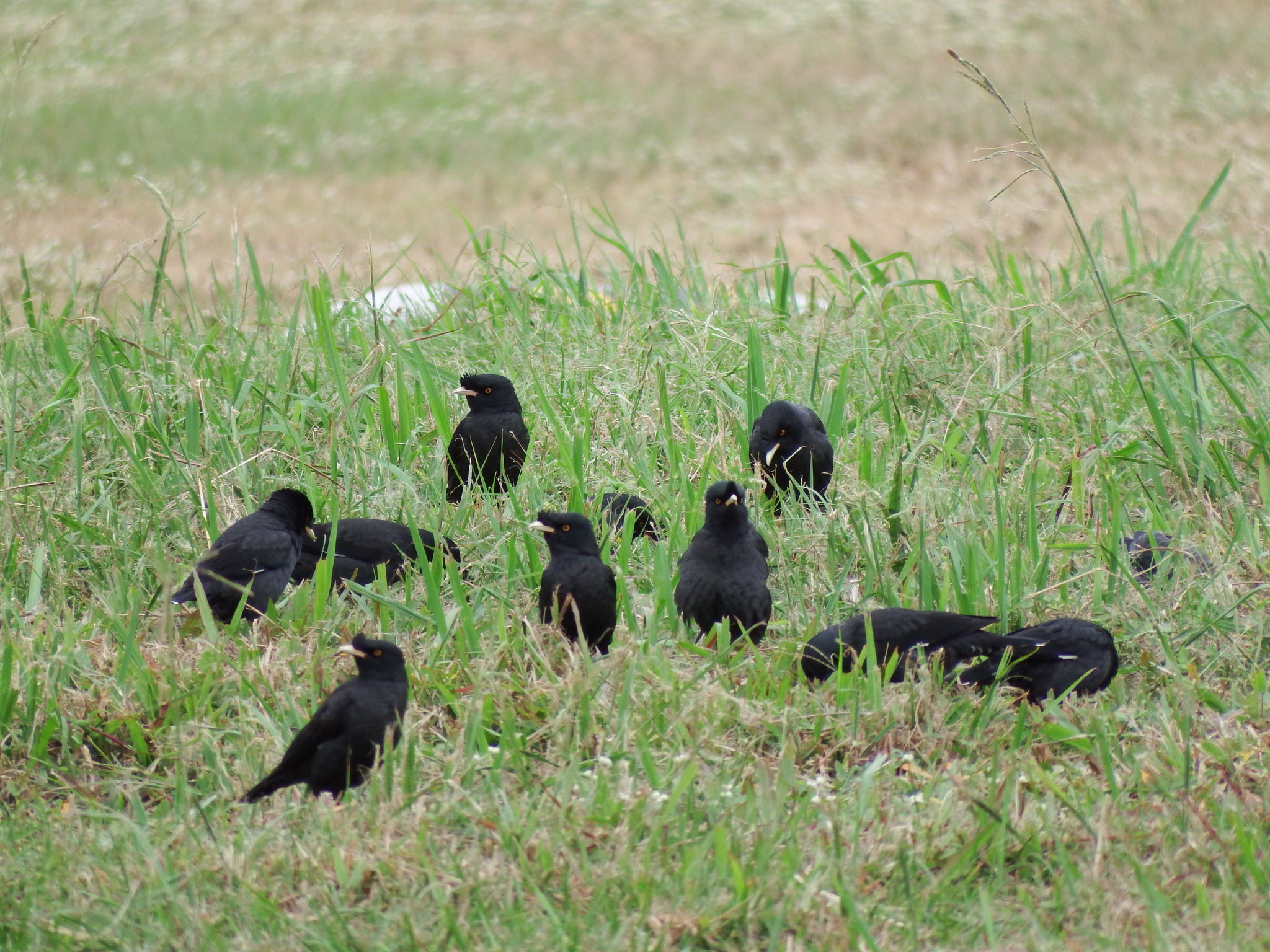 Crested Myna