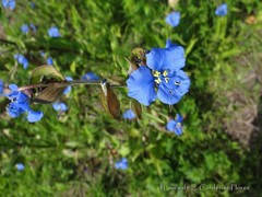 Commelina tuberosa