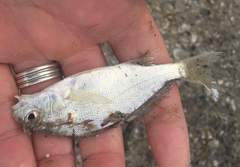 Leiostomus xanthurus
