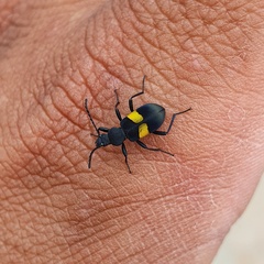 Lystronychus equestris