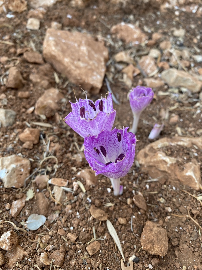 Colchicum macrophyllum 2
