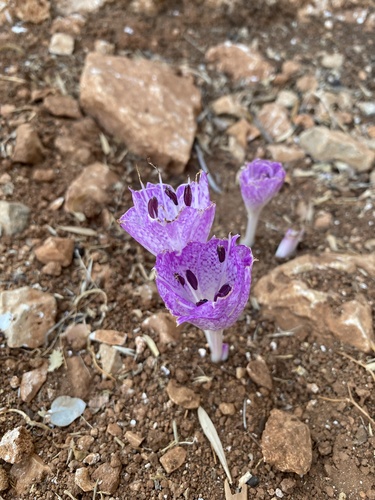 Colchicum macrophyllum