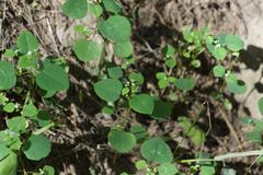 Euphorbia graminea