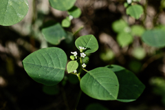 Euphorbia graminea