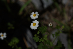 Perityle hofmeisteria